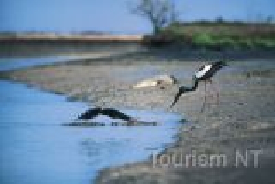 Krokodile ganz nah erleben-NT Tiere Croc 8 Bird.jpg